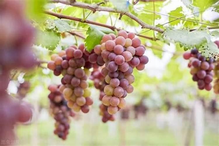 果树打药与施肥存在哪些误区