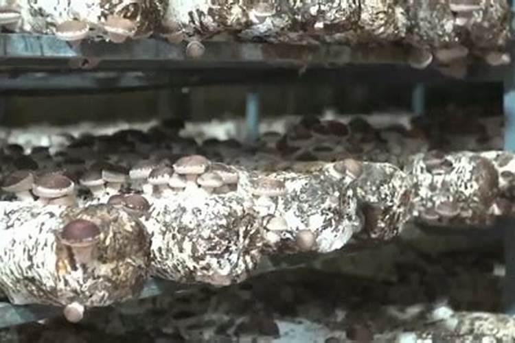 生物菌肥哪种最好