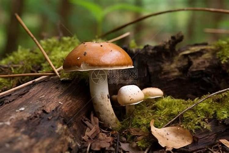 什么菌类最好种植