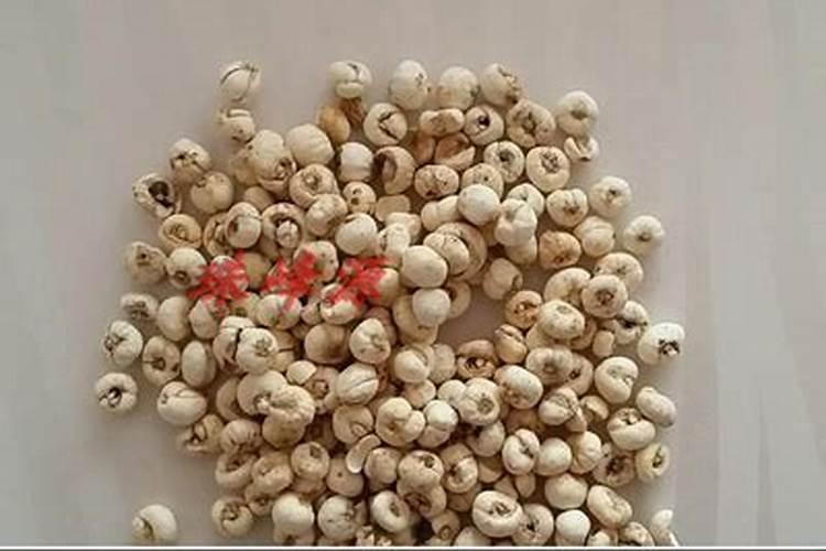 种贝母怎么样
