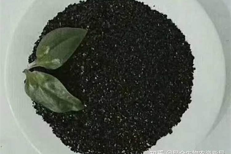 黄腐酸钾使用的禁忌 需要注意什么