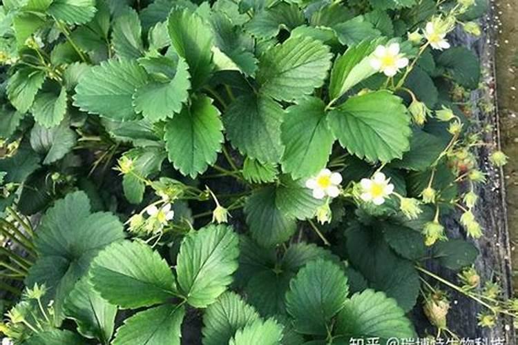 草莓种了半个月用什么肥料