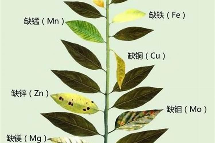 月季需要什么肥料