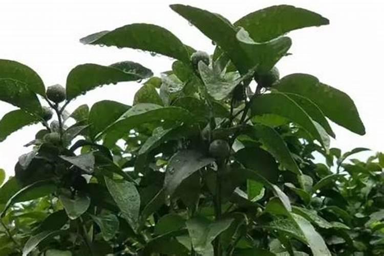 柑橘苗叶面肥施药方法