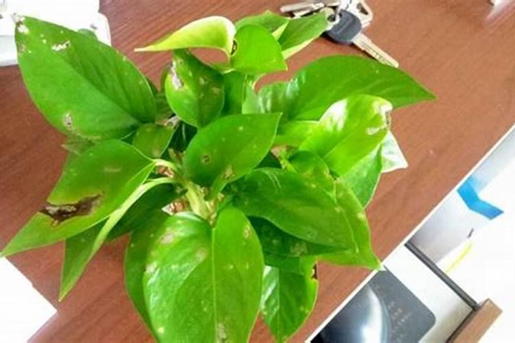 绿箩怎么养长的最快？