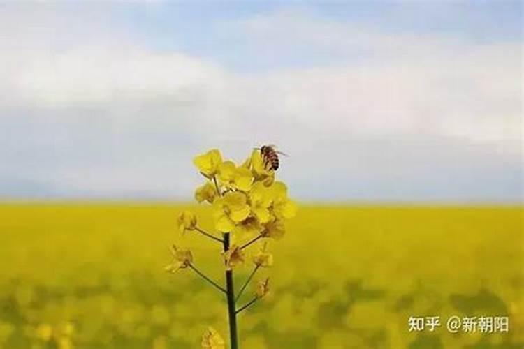 夏天刚铺的草皮可以施什么肥料