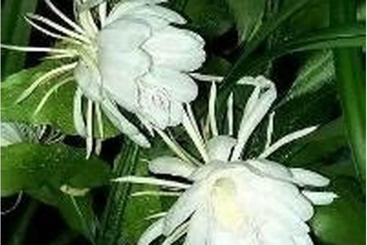 昙花最好的肥料是什么怎么施？