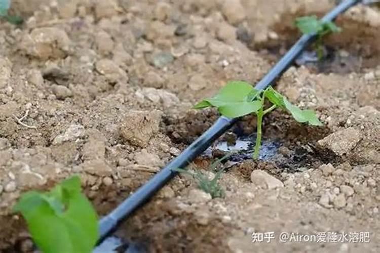 大白菜莲座期喷什么叶面肥最好？