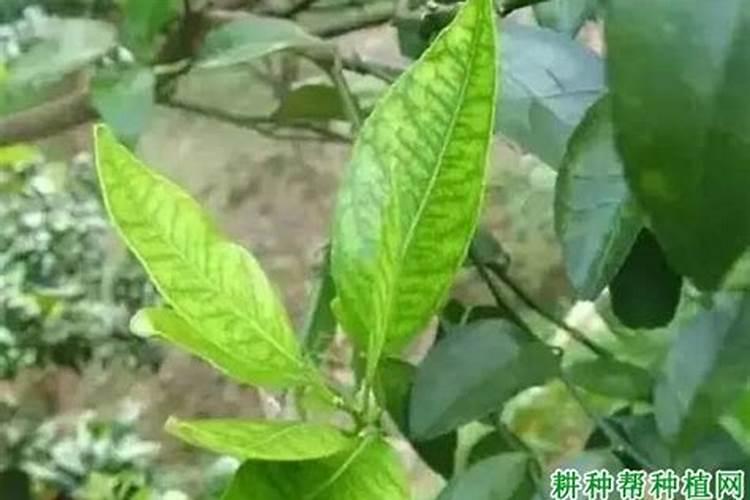 柑橘用什么水溶肥好