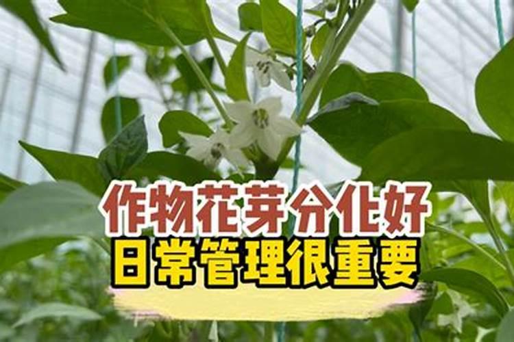 什么肥可促进花芽分化