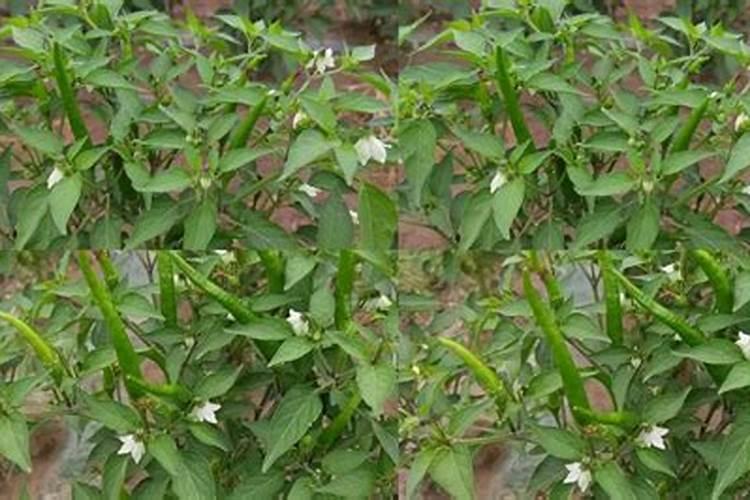 小米椒种植方法与技术