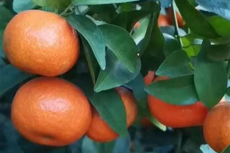 砂糖橘如何施肥 分享种植砂糖橘施肥技术经验