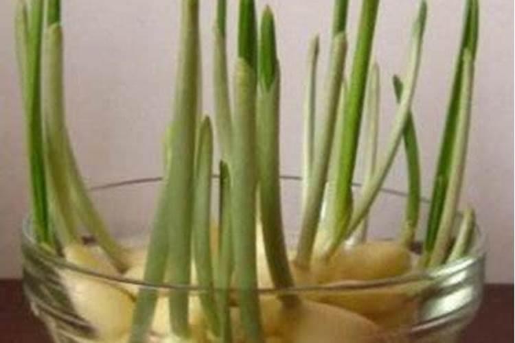 大蒜追肥的最佳时间