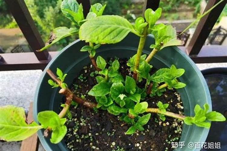 茴香如何施肥 茴香施肥时间和方法
