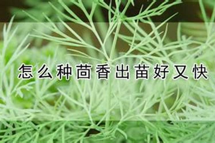 茴香施肥时间和方法茴香如何施肥