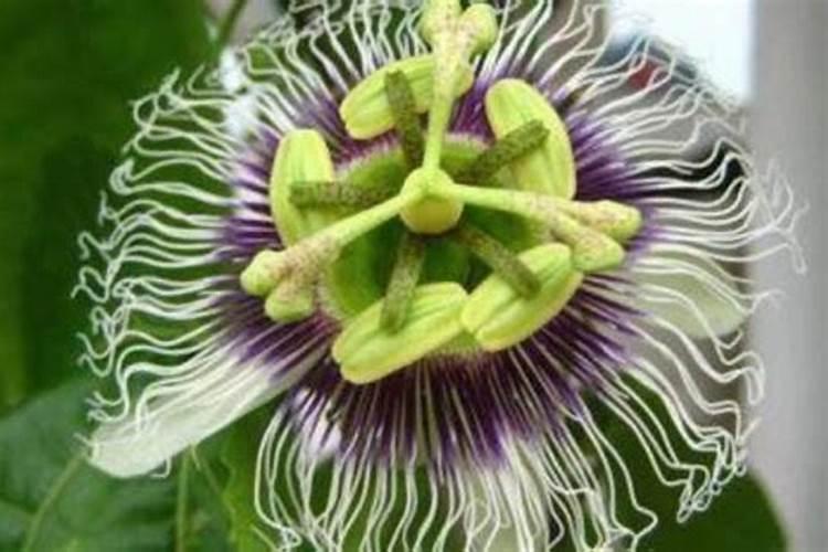 百香果不结果如何处理