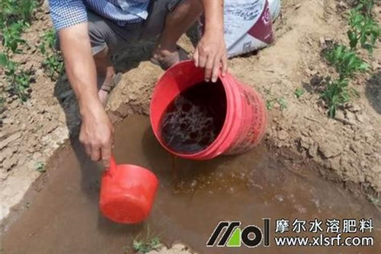 西瓜移栽可用平衡行水溶肥浇水吗？