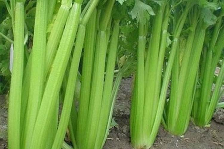 喷什么叶面肥芹菜长得快