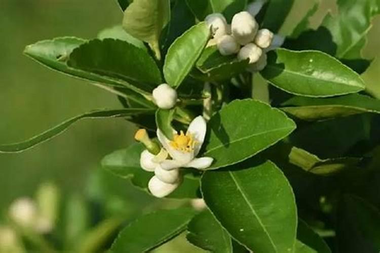 柑橘花芽分化用什么药