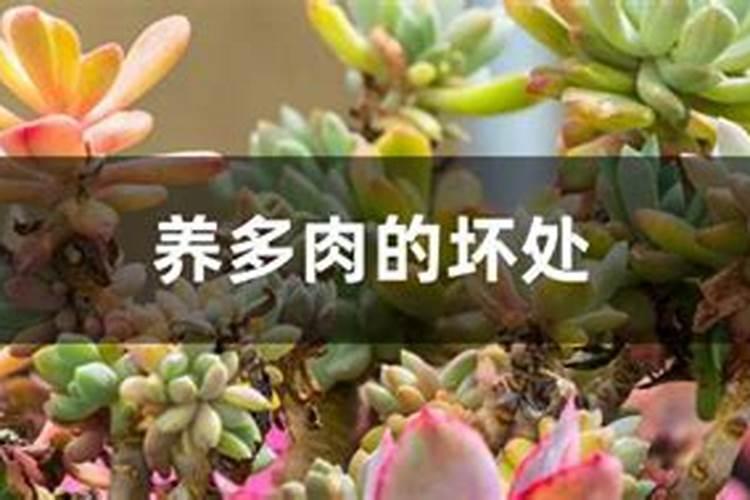 多肉可以用磷肥吗