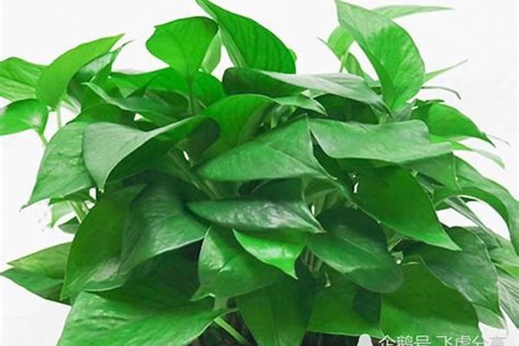 绿萝用什么叶面肥好