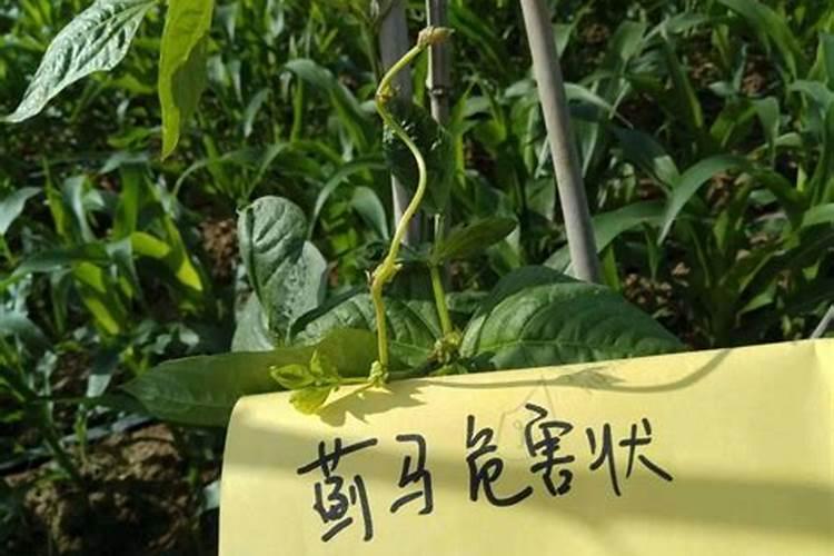 豆角喷什么叶面肥好