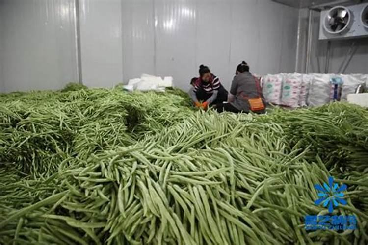 豆角施什么肥料最好