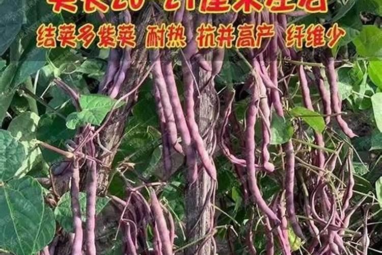 豆角喜欢什么肥料最好