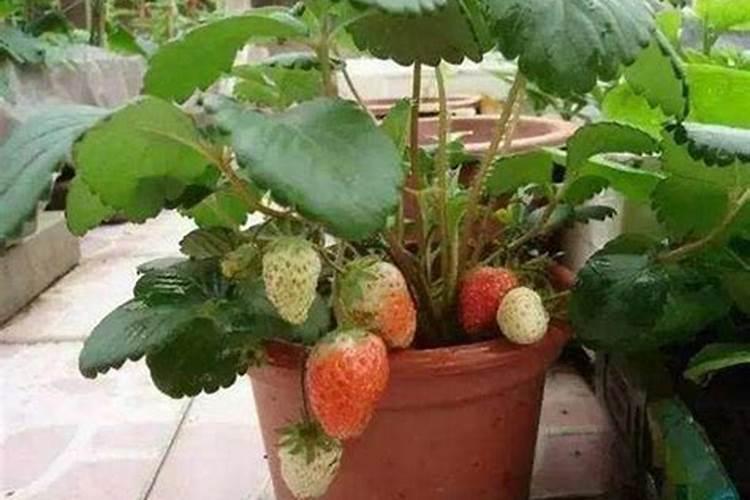 草莓开花后如何施肥
