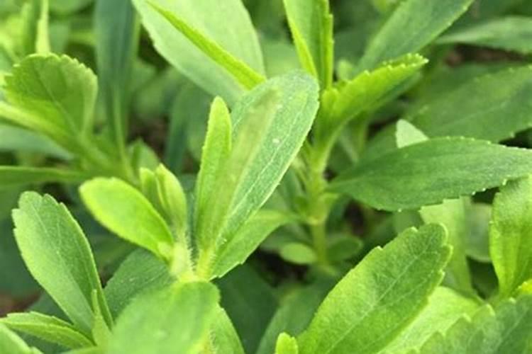 种甜叶菊用什么肥料
