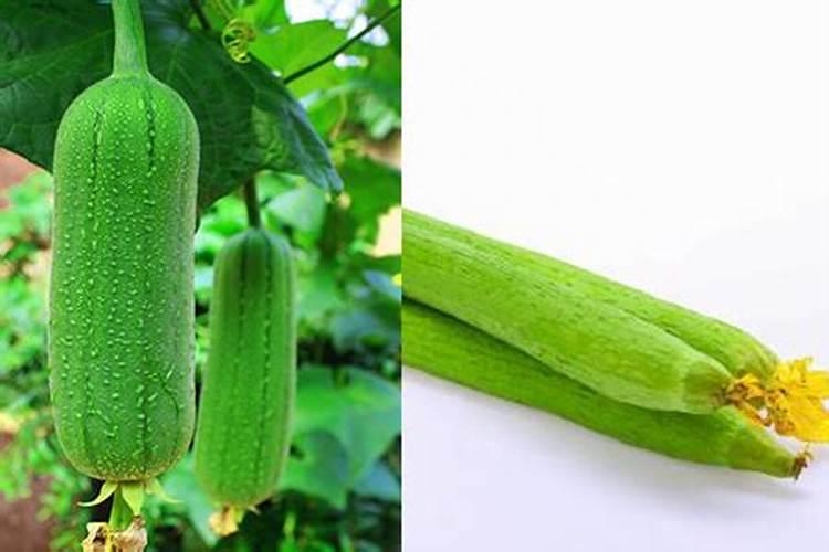 丝瓜开花要施什么肥