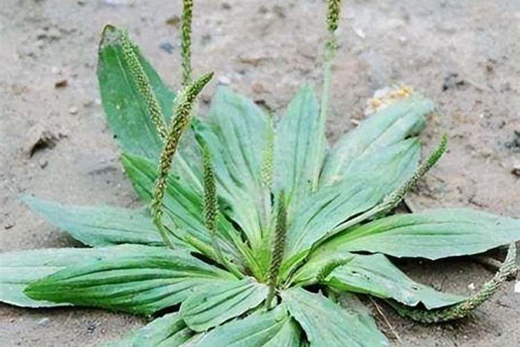 车前草种植栽培技术