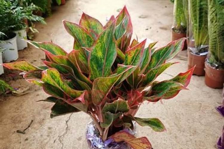 花叶万年青的施肥方法什么肥料好？