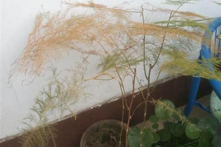 文竹叶子发黄用什么肥料