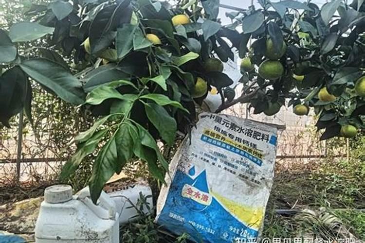 果树缺钙用什么肥料最适合(果树需补什么钙肥最好)