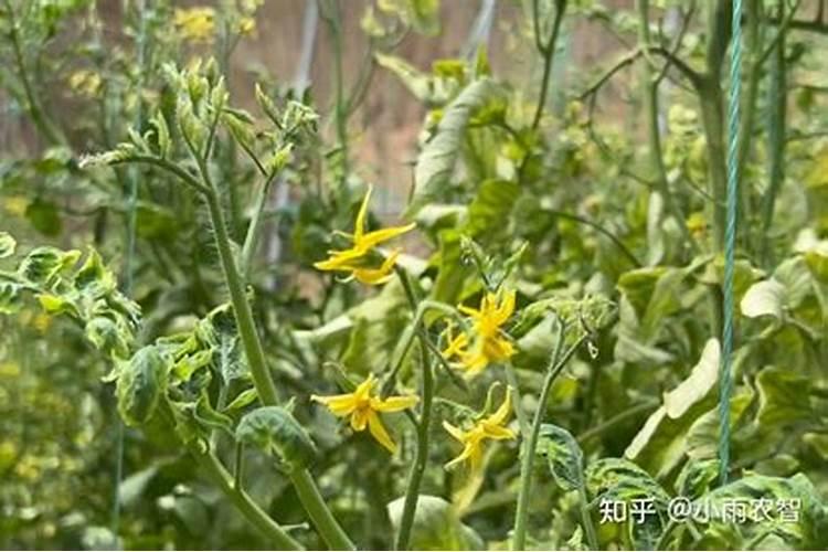 番茄叶子发黄,该怎么治疗？