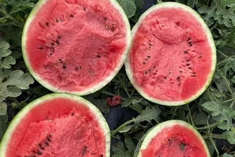 甜王西瓜的种植与管理方法有哪些？