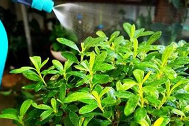 玉米打叶面肥好还是追尿素好