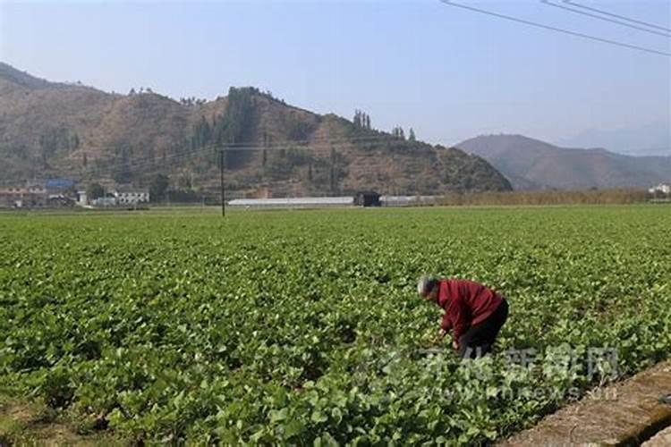 玉米金大棒水溶肥多少钱一瓶