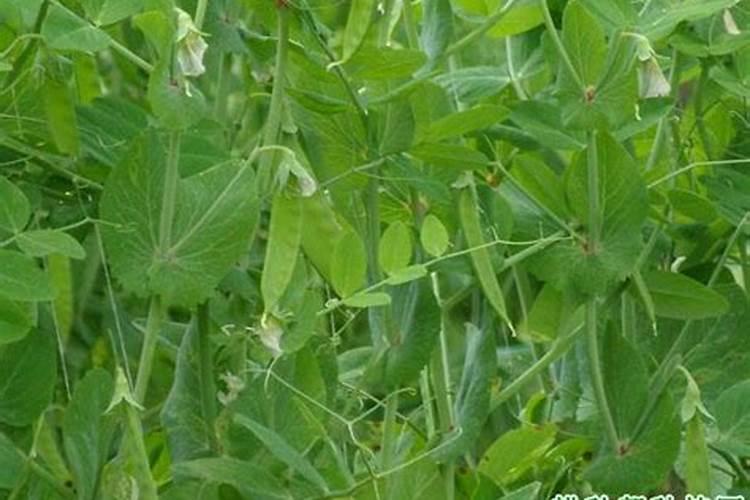 荷兰豆喜欢什么肥料