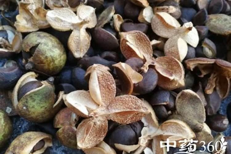 茶籽壳可以做肥料吗