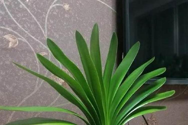 君子兰开花用什么肥料(君子兰最简单施肥方法)
