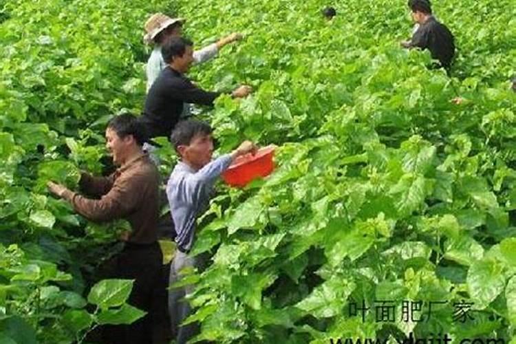尿素硝酸铵溶液加入桑叶中的作用