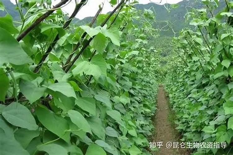 豆角叶子发黄怎么办