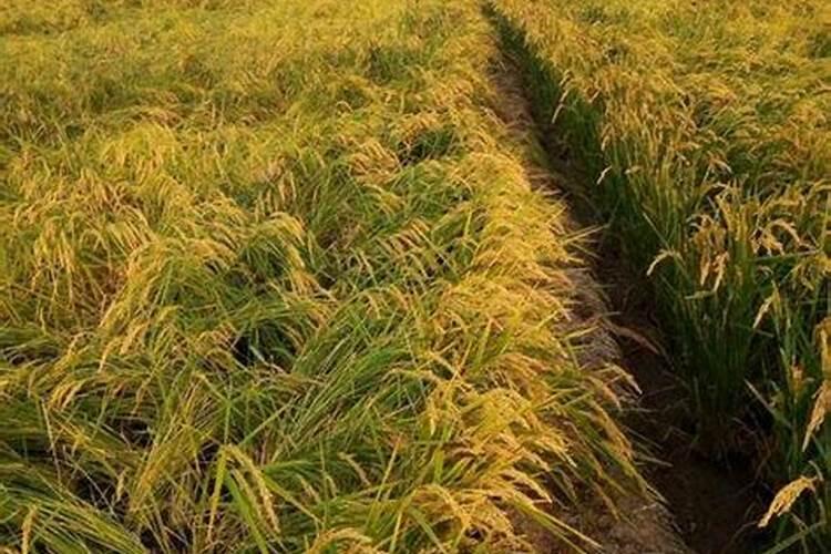 番茄膨果期使用大量元素水溶肥加点啥呢