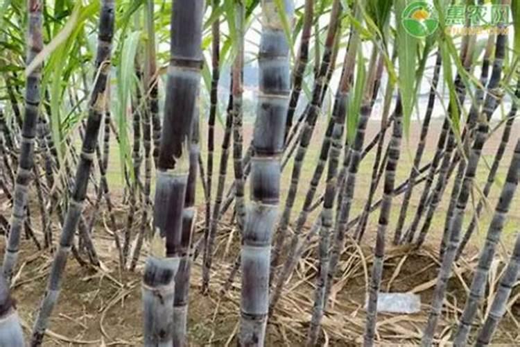 种植甘蔗可以用什么肥料？