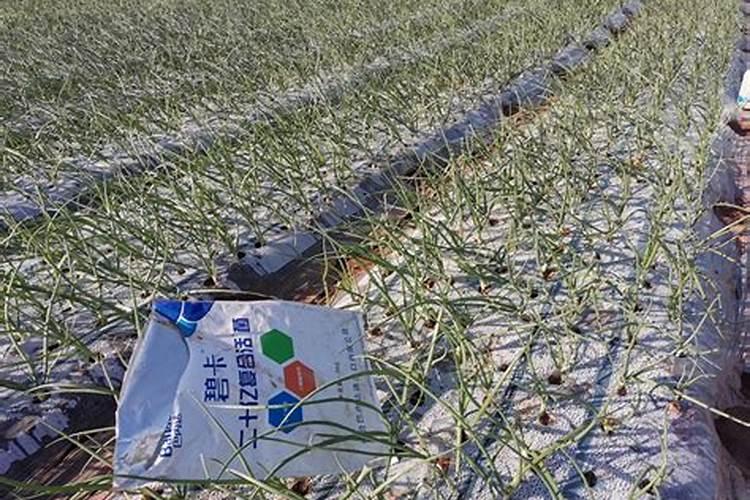 草莓生根冲施什么好,能减少烂根死棵？