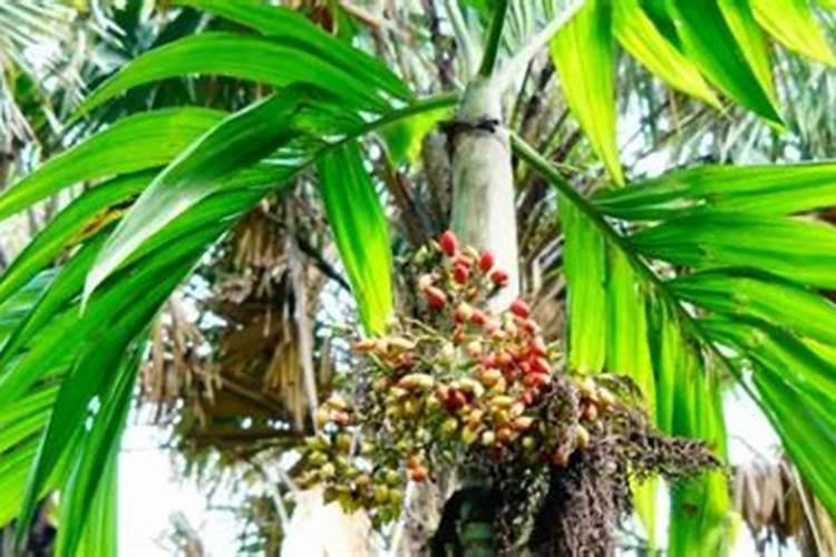 槟郎树叶开始叶子发黄,然后烂到心最后死去,死掉的树上就出现虫洞。请问...