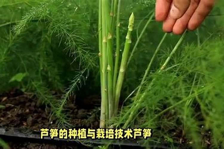 芦笋栽种高产管理技术