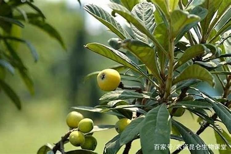 枇杷怎么施肥又大又甜？枇杷促花保果膨大剂,枇杷膨果用调色师叶面肥